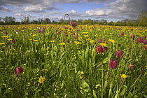 Snakes head fritillarys (Fritillaria meleagris) and Dandelions (Taraxacum officinale) flowering at North Meadow, nr Cricklade, Wiltshire, UK