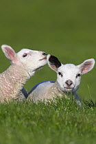 Two Lambs in field being affectionate, Dorset, UK