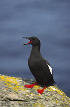 Black Guillemot {Cepphus grylle} calling, Shetland Islands, Scotland, UK