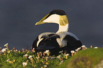 Male Eider Duck (Somateria mollissima) amongst White sea campion, Isle of May, Scotland, UK