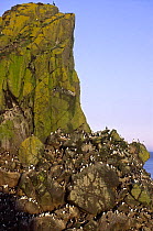 Guillemots and Razorbills on Harp Rock, Lunga, Treshnish Isles, Isle of Mull, Scotland, UK