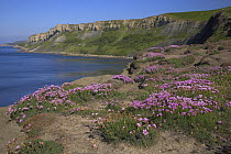 View across to Brandy Bay with Gad Cliff and Worbarrow bay in the distance, Purbeck, Dorset, UK