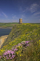 Sea Thrift, Common Birdsnest Trefoil and Rape Seed grow in profusion at Kimmeridge with Clavel Tower in the background, Purbeck, Dorset, UK