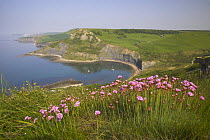 View of Chapmans Pool and Egmont Point with Kimmeridge in the distance and Sea thrift (Armeria  maritima) flowering in the forground, Purbeck, Dorset, UK