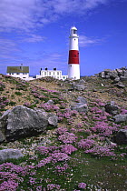 Portland Bill Lighthouse with Sea Thrift, May, Dorset, UK