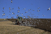 Tractor ploughing stubble field followed by flock of Black Headed Gulls (Larus ridibundus) Stourpaine, Dorset, UK