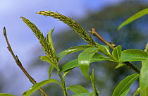 Female catkins of Crack willow {Salix fragilis} UK