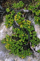 Thyme leaf willow {Salix serpyllifolia} Puez-odle Regional Park, Alps, Italy