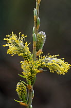 Catkin of Willow {Salix sp} with flowers and buds in stages of development, Scotland, UK