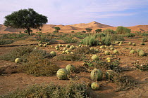 Field of Tsamma / water melons {Citrullus lanatus} growing in the Namib desert after the flood of 1997, Sossusvlei, Namibia
