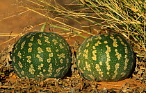 Tsamma / water melons {Citrullus lanatus} growing in the Kalahari Gemsbok NP, South Africa