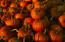 Crop of harvested Pumpkins {Cucurbita maxima} USA