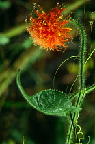 Gurania flower {Cucurbitaceae} flowering in tropical rainforest, Amazonia, Ecuador