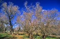 French tamarisk trees {Tamarix gallica} in Taray forest, Tablas de Daimiel NP, Cuidad Real, Spain