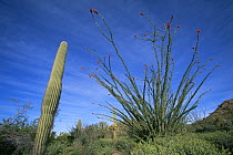 Ocotillo plant {Fouquieria splendens} in leaf and flower following the rains, Organ Pipe cactus NM, Arizona, USA