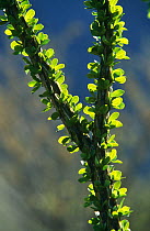 Ocotillo plant {Fouquieria splendens} in leaf following the rains, Sonoran desert, Arizona, USA