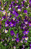 Wild pansy {Viola tricolor} and Field pansy {Viola arvensis} flowering in field, Scotland, UK
