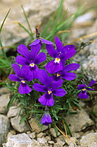 {Viola dubyana} flowering, Grigne mountains, Alps, Italy