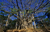Jaguey blanco tree {Ficus trigonata} with extensive root system surrounding host tree, Santa Rosa NP, Costa Rica