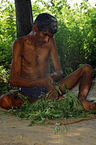 Villager rubbing Bhang leaves {Cannabis sativa} in his hands, preparing the drug for use as an intoxicant, Delhi, India