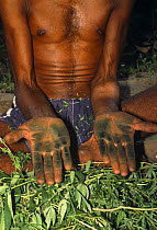 Villager rubbing Bhang leaves {Cannabis sativa} in his hands, preparing the drug for use as an intoxicant, Delhi, India