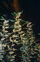 Olive tree {Olea europaea} in flower, Spain