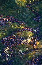 Olives harvested in net under Olive tree {Olea europaea} France