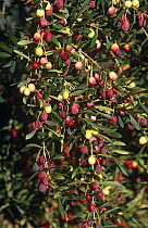 Olive tree {Olea europaea} with crop of ripening olives, Spain