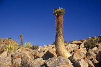 Halfman / Elephant's foot plant {Pachypodium namaquanum} in desert, South Africa