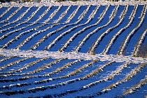Field of Lavender bushes under snow, Baronnies, France