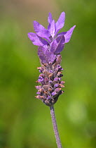 Cut leaved lavender {Lavandula mulitifida} flower head, Spain