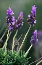 Cut leaved lavender {Lavandula mulitifida} flower heads, Spain