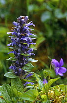Bugle (Ajuga sp.) in flower. Scotland, UK.