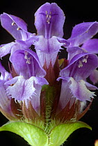 Self heal plant {Prunella vulgaris} Anticosti Is, Canada