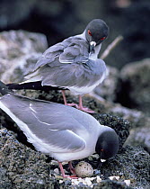 Two swallow-tailed gulls (Creagrus fucatus) on their nest in a lava flow on Genovesa (Tower) Island, known as the "Island of Birds", Galapagos