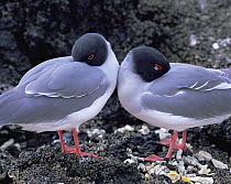 Two swallow-tailed gulls (Creagrus fucatus) at their nest in a lava flow on Genovesa (Tower) Island, known as the "Island of Birds", Galapagos