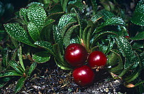 Mountain / Black bearberry {Arctostaphylos / Arctous alpinus} unripe fruit, Scotland, UK