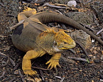 Land Iguana (Conolophus subcristatus) shedding its skin at the Charles Darwin Research Station's breeding centre on Santa Cruz Island, Galapagos