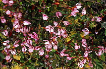 European cranberry {Vaccinium oxycoccos} flowers, Latvia