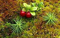 Red whortleberry / Cowberry {Vaccinium vitis-idaea} growing amongst sphagnum moss, Scotland, UK