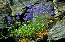 Mountain bluebell {Mertensia ciliata} flowering amongst rocks, Glacier NP, Montana, USA