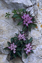{Physoplexis comosa} flowering on rock, Grigne mountains, Alps, Italy