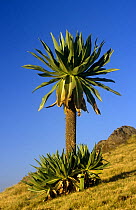Giant lobelia plant {Lobelia rhynchopetalum} Simien Mountains NP, Ethiopia