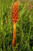 Greater broomrape {Orabanche rapum genistae} parasitc plant lacking in chlorophyll, Cambridgeshire, UK