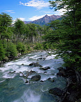 Rio de las Vueltas flowing through beech woodland in Glaciers National Park, Argentina