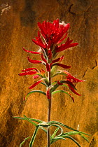 Wyoming paintbrush plant {Castilleja linariifolia} Zion NP, Utah, USA