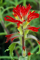 Paintbrush plant {Castilleja affinis} California, USA