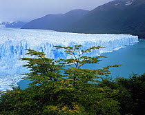 Moreno Glacier viewed through Southern beech trees (Nothofagus sp), Glaciers National Park, Argentina