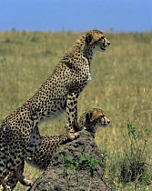 Two cheetahs (Acinonyx jubatus) one using a termite mound as a platform to search for game. Masai Mara, Kenya