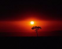 Sun setting behind an Acacia tree with vultures roosting in its canopy. Masai Mara, Kenya